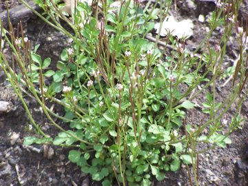 Una crucifera dall''Etna - Cardamine hirsuta